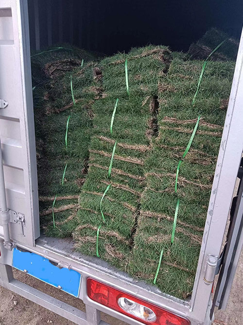 臺(tái)灣草，馬尼拉草14
