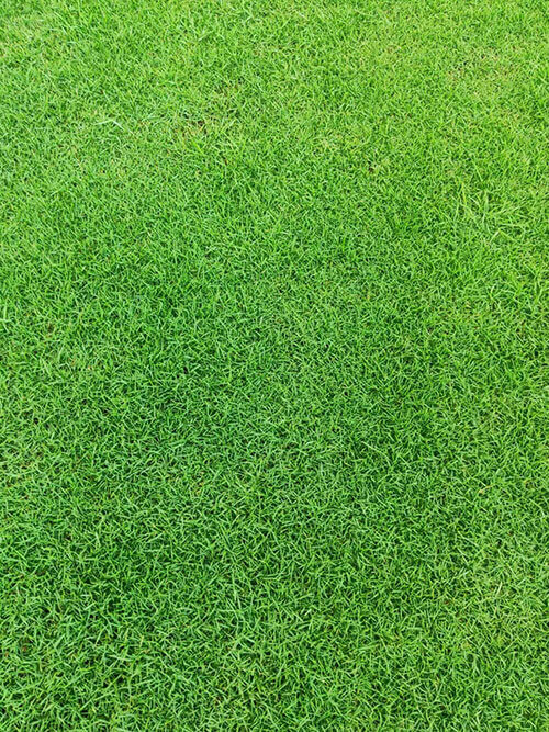 臺(tái)灣草，馬尼拉草9