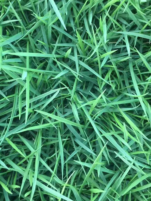 臺灣草，馬尼拉草15