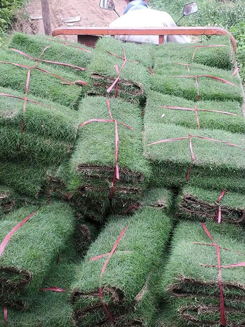 臺灣草，馬尼拉草16